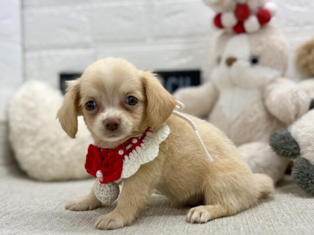 岡山県のハーフ犬・ミックス犬 (ワンキャラット アミーゴ岡南店/2026年6月9日生まれ/女の子/クリーム)の子犬の1枚目の画像