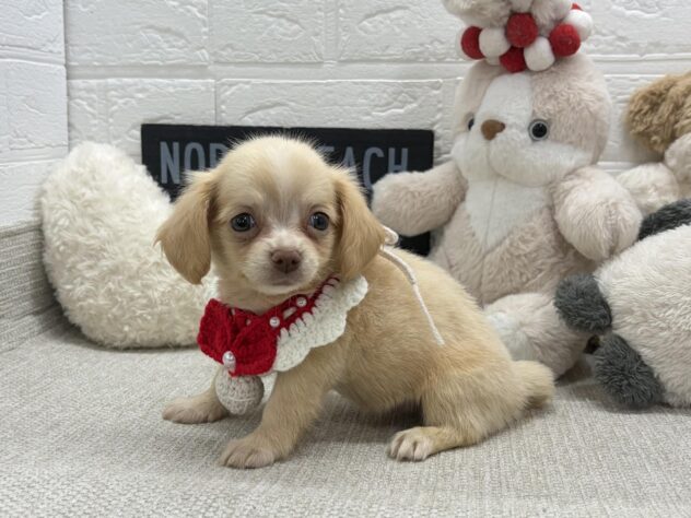 岡山県のハーフ犬・ミックス犬 (ワンキャラット アミーゴ岡南店/2026年6月9日生まれ/女の子/クリーム)の子犬の4枚目の画像
