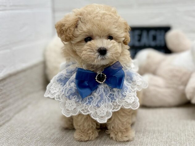 岡山県のハーフ犬・ミックス犬 (ワンキャラット アミーゴ岡南店/2026年6月17日生まれ/男の子/クリーム)の子犬の2枚目の画像