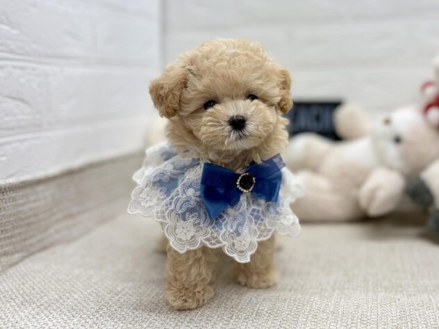 岡山県のハーフ犬・ミックス犬 (ワンキャラット アミーゴ岡南店/2026年6月17日生まれ/男の子/クリーム)の子犬の1枚目の画像