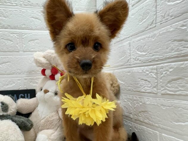 岡山県のハーフ犬・ミックス犬 (ワンキャラット アミーゴ岡南店/2026年4月10日生まれ/女の子/その他色)の子犬の1枚目の画像