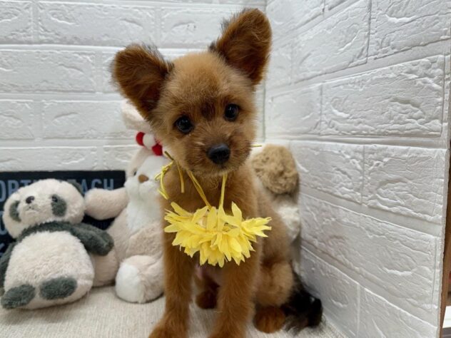 岡山県のハーフ犬・ミックス犬 (ワンキャラット アミーゴ岡南店/2026年4月10日生まれ/女の子/その他色)の子犬の2枚目の画像