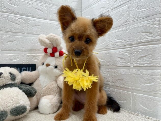 岡山県のハーフ犬・ミックス犬 (ワンキャラット アミーゴ岡南店/2026年4月10日生まれ/女の子/その他色)の子犬の3枚目の画像