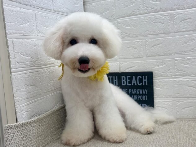 岡山県のビションフリーゼ (ワンキャラット アミーゴ岡南店/2026年3月4日生まれ/男の子/ホワイト)の子犬の4枚目の画像