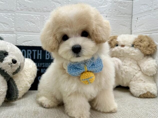 岡山県のハーフ犬・ミックス犬 (ワンキャラット アミーゴ岡南店/2026年5月19日生まれ/男の子/クリーム)の子犬の1枚目の画像