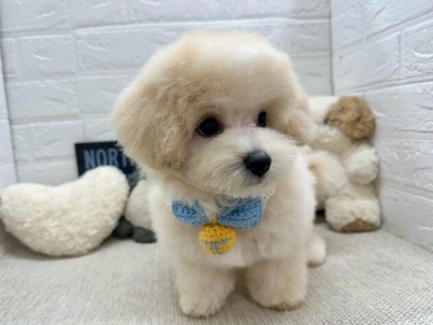 岡山県のハーフ犬・ミックス犬 (ワンキャラット アミーゴ岡南店/2026年5月19日生まれ/男の子/クリーム)の子犬の2枚目の画像