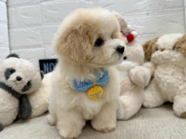 岡山県のハーフ犬・ミックス犬 (ワンキャラット アミーゴ岡南店/2026年5月19日生まれ/男の子/クリーム)の子犬の3枚目の画像