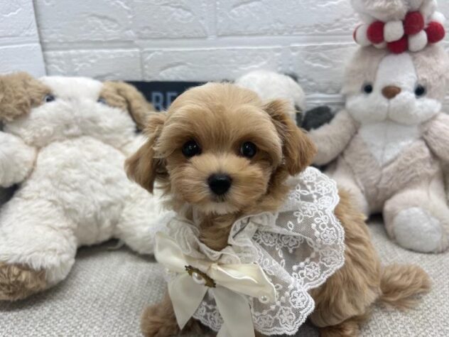 岡山県のハーフ犬・ミックス犬 (ワンキャラット アミーゴ岡南店/2026年6月20日生まれ/男の子/アプリコット)の子犬の2枚目の画像