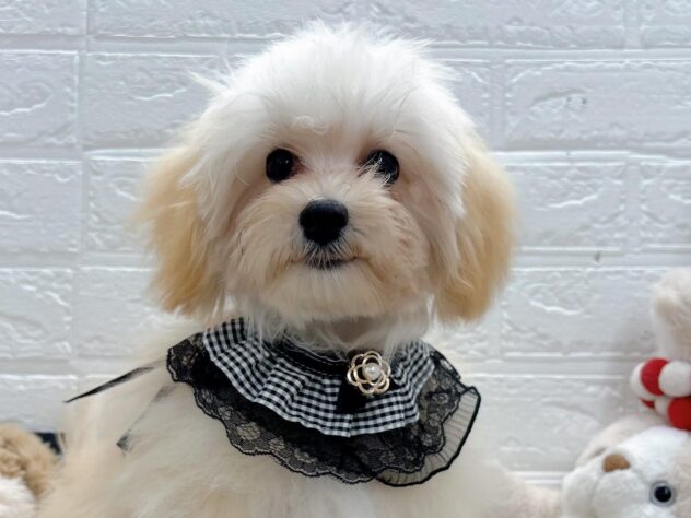 岡山県のハーフ犬・ミックス犬 (ワンキャラット アミーゴ岡南店/2026年3月1日生まれ/女の子/クリーム)の子犬の1枚目の画像