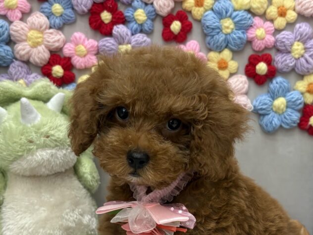 岡山県のトイプードル(トイ) (ワンキャラット アミーゴ高屋店/2026年5月22日生まれ/女の子/レッド)の子犬の1枚目の画像