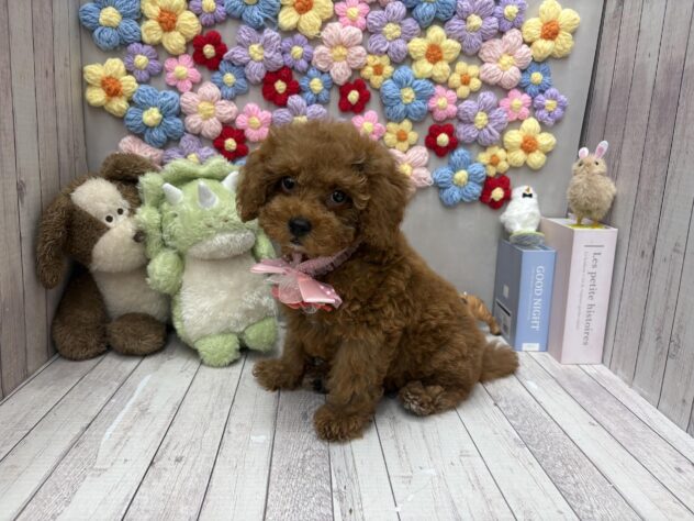 岡山県のトイプードル(トイ) (ワンキャラット アミーゴ高屋店/2026年5月22日生まれ/女の子/レッド)の子犬の2枚目の画像