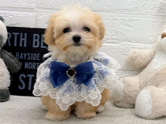 岡山県のハーフ犬・ミックス犬 (ワンキャラット アミーゴ岡南店/2026年6月20日生まれ/女の子/クリームホワイト)の子犬の1枚目の画像