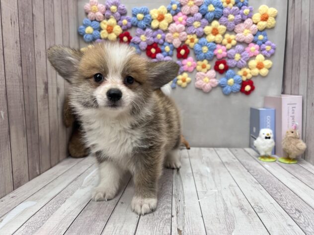 岡山県のポメコーギー(ポメラニアン×コーギー) (ワンキャラット アミーゴ高屋店/2026年6月10日生まれ/男の子/レッドホワイト)の子犬の1枚目の画像