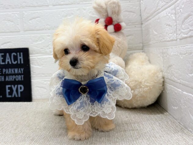 岡山県のハーフ犬・ミックス犬 (ワンキャラット アミーゴ岡南店/2026年6月20日生まれ/女の子/クリームホワイト)の子犬の2枚目の画像