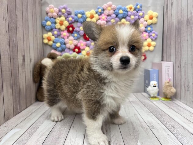 岡山県のポメコーギー(ポメラニアン×コーギー) (ワンキャラット アミーゴ高屋店/2026年6月10日生まれ/男の子/レッドホワイト)の子犬の2枚目の画像