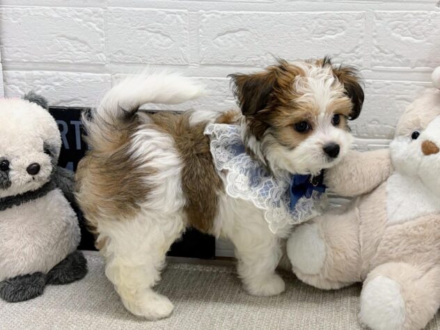 岡山県のハーフ犬・ミックス犬 (ワンキャラット アミーゴ岡南店/2026年6月29日生まれ/男の子/レッドホワイト)の子犬の2枚目の画像