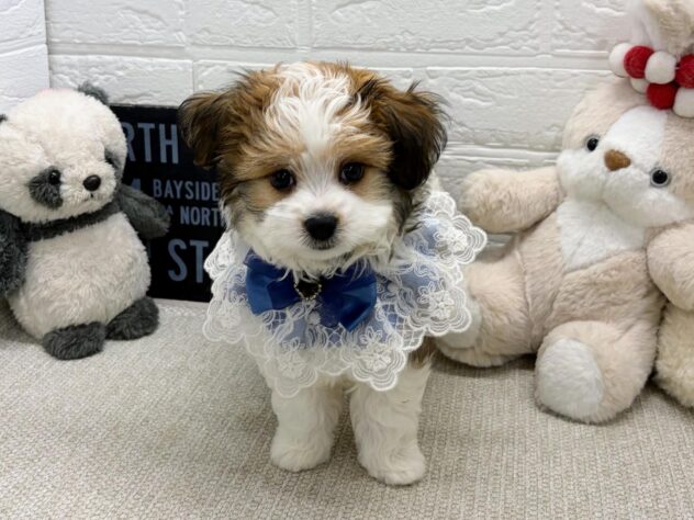 岡山県のハーフ犬・ミックス犬 (ワンキャラット アミーゴ岡南店/2026年6月29日生まれ/男の子/レッドホワイト)の子犬の1枚目の画像