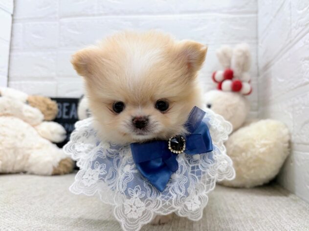岡山県のハーフ犬・ミックス犬 (ワンキャラット アミーゴ岡南店/2026年6月29日生まれ/男の子/クリームホワイト)の子犬の1枚目の画像