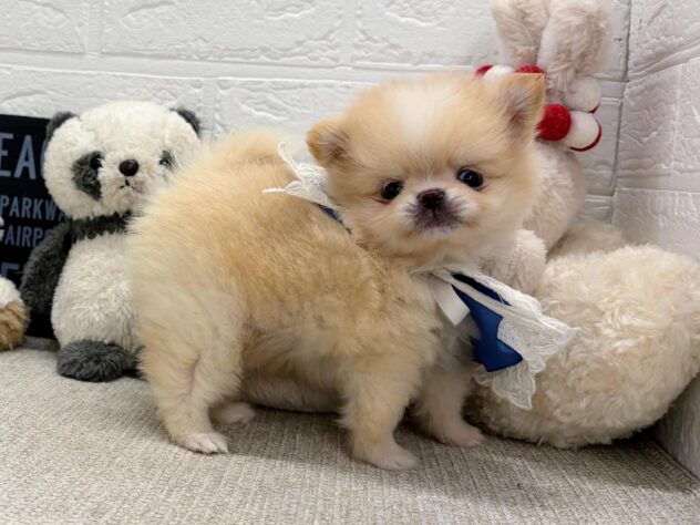 岡山県のハーフ犬・ミックス犬 (ワンキャラット アミーゴ岡南店/2026年6月29日生まれ/男の子/クリームホワイト)の子犬の2枚目の画像