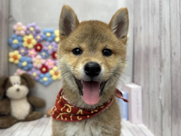 岡山県の豆柴 (ワンキャラット アミーゴ高屋店/2026年6月8日生まれ/男の子/赤)の子犬の1枚目の画像