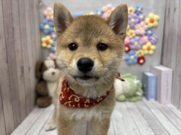 岡山県の豆柴 (ワンキャラット アミーゴ高屋店/2026年6月8日生まれ/男の子/赤)の子犬の2枚目の画像
