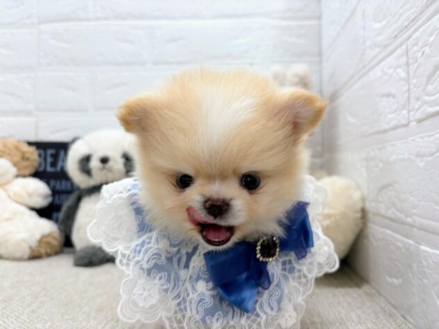 岡山県のハーフ犬・ミックス犬 (ワンキャラット アミーゴ岡南店/2026年6月29日生まれ/男の子/クリームホワイト)の子犬の3枚目の画像