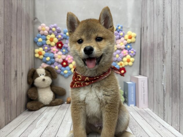 岡山県の豆柴 (ワンキャラット アミーゴ高屋店/2026年6月8日生まれ/男の子/赤)の子犬の3枚目の画像