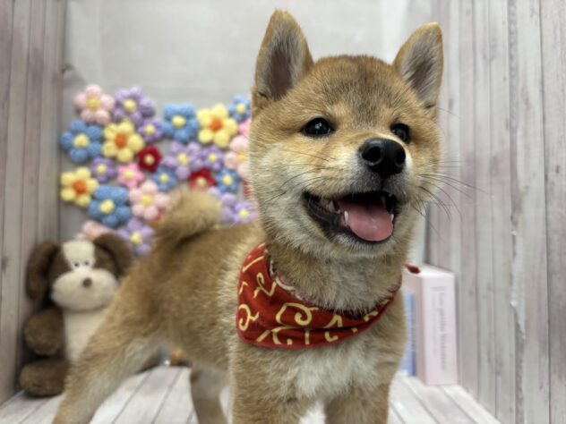 岡山県の豆柴 (ワンキャラット アミーゴ高屋店/2026年6月8日生まれ/男の子/赤)の子犬の4枚目の画像