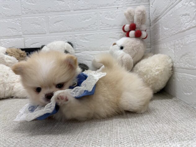 岡山県のハーフ犬・ミックス犬 (ワンキャラット アミーゴ岡南店/2026年6月29日生まれ/男の子/クリームホワイト)の子犬の4枚目の画像