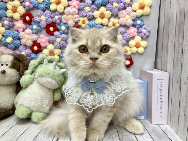 岡山県のスコティッシュフォールド (ワンキャラット アミーゴ高屋店/2026年2月26日生まれ/男の子/クリーム)の子猫の1枚目の画像