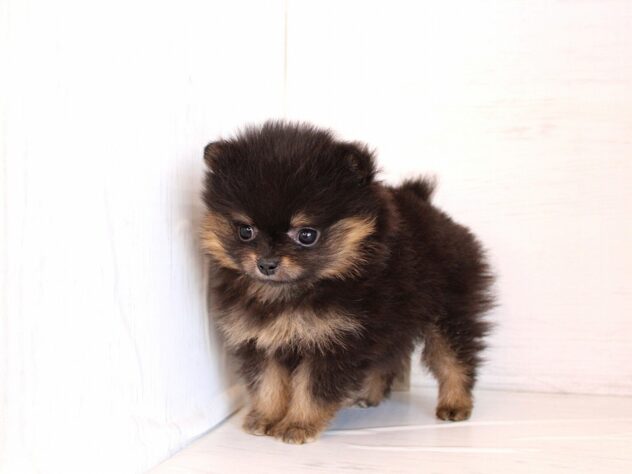兵庫県のポメラニアン (ペット・プラザ アミーゴ明石魚住店/2026年1月12日生まれ/女の子/ブラックタン)の子犬の3枚目の画像