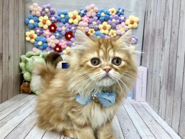 岡山県のラガマフィン (ワンキャラット アミーゴ高屋店/2026年5月10日生まれ/男の子/レッドタビー)の子猫の2枚目の画像