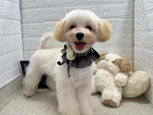 岡山県のハーフ犬・ミックス犬 (ワンキャラット アミーゴ岡南店/2026年3月1日生まれ/女の子/クリーム)の子犬の1枚目の画像
