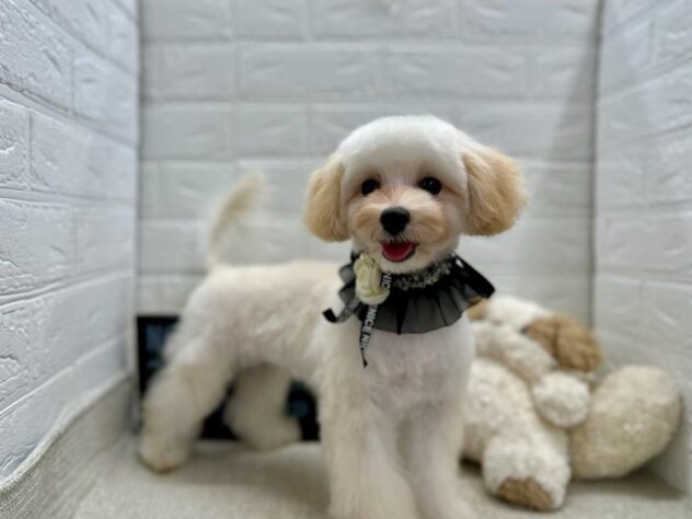 岡山県のハーフ犬・ミックス犬 (ワンキャラット アミーゴ岡南店/2026年3月1日生まれ/女の子/クリーム)の子犬の2枚目の画像