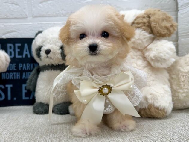 岡山県のハーフ犬・ミックス犬 (ワンキャラット アミーゴ岡南店/2026年6月20日生まれ/女の子/クリームホワイト)の子犬の1枚目の画像
