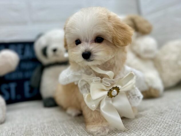岡山県のハーフ犬・ミックス犬 (ワンキャラット アミーゴ岡南店/2026年6月20日生まれ/女の子/クリームホワイト)の子犬の2枚目の画像