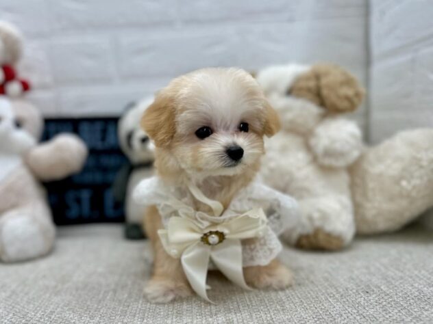 岡山県のハーフ犬・ミックス犬 (ワンキャラット アミーゴ岡南店/2026年6月20日生まれ/女の子/クリームホワイト)の子犬の3枚目の画像