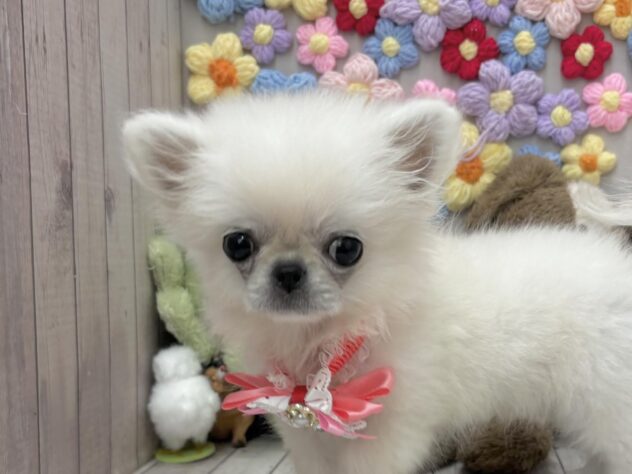 岡山県のハーフ犬・ミックス犬 (ワンキャラット アミーゴ高屋店/2026年5月4日生まれ/女の子/クリームホワイト)の子犬の1枚目の画像