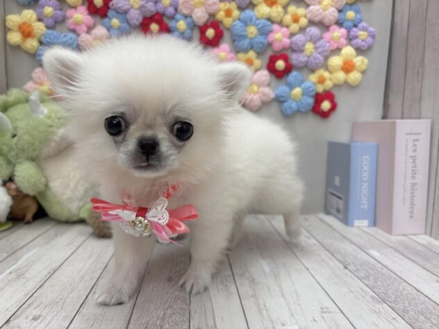 岡山県のハーフ犬・ミックス犬 (ワンキャラット アミーゴ高屋店/2026年5月4日生まれ/女の子/クリームホワイト)の子犬の2枚目の画像