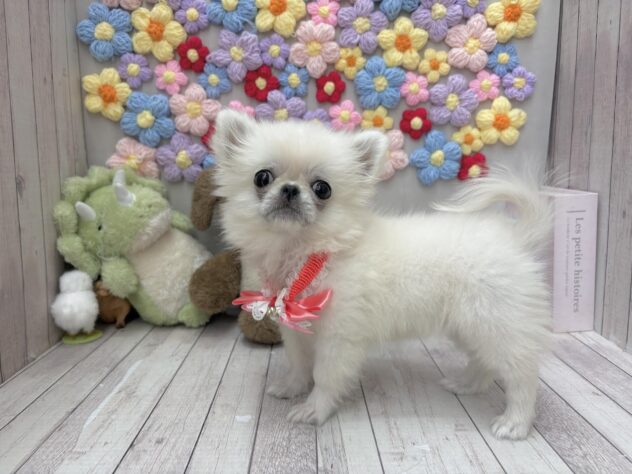 岡山県のハーフ犬・ミックス犬 (ワンキャラット アミーゴ高屋店/2026年5月4日生まれ/女の子/クリームホワイト)の子犬の3枚目の画像