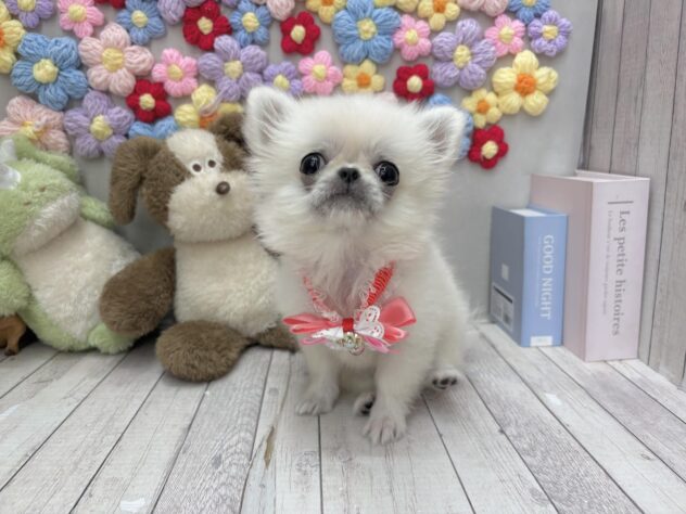 岡山県のハーフ犬・ミックス犬 (ワンキャラット アミーゴ高屋店/2026年5月4日生まれ/女の子/クリームホワイト)の子犬の4枚目の画像