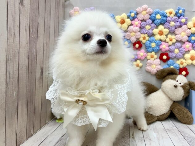 岡山県のポメラニアン (ワンキャラット アミーゴ高屋店/2026年4月25日生まれ/男の子/ホワイト)の子犬の3枚目の画像