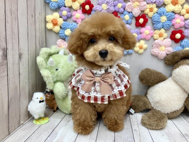 岡山県のトイプードル(トイ) (ワンキャラット アミーゴ高屋店/2026年4月30日生まれ/女の子/オレンジフォーン)の子犬の1枚目の画像