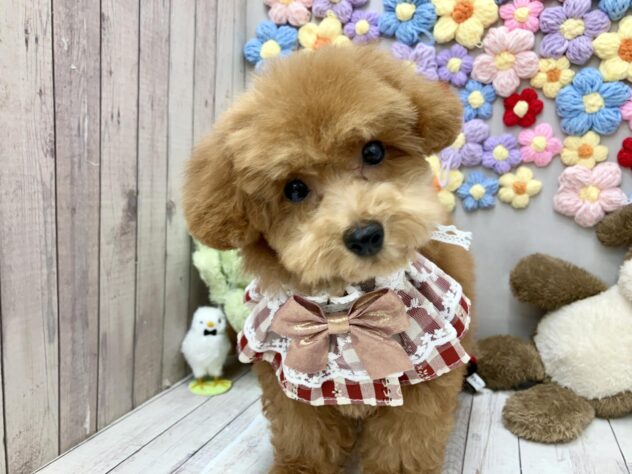 岡山県のトイプードル(トイ) (ワンキャラット アミーゴ高屋店/2026年4月30日生まれ/女の子/オレンジフォーン)の子犬の2枚目の画像
