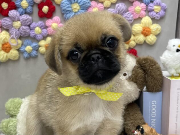 岡山県のハーフ犬・ミックス犬 (ワンキャラット アミーゴ高屋店/2026年5月30日生まれ/男の子/フォーン)の子犬の1枚目の画像