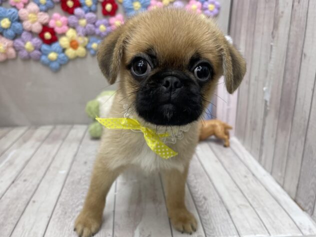 岡山県のハーフ犬・ミックス犬 (ワンキャラット アミーゴ高屋店/2026年5月30日生まれ/男の子/フォーン)の子犬の2枚目の画像