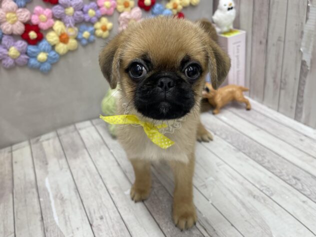岡山県のハーフ犬・ミックス犬 (ワンキャラット アミーゴ高屋店/2026年5月30日生まれ/男の子/フォーン)の子犬の3枚目の画像