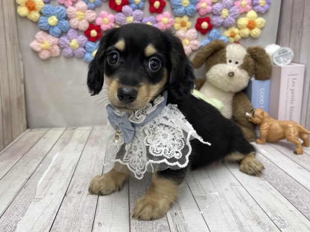 岡山県のチワックス(チワワ×ダックス) (ワンキャラット アミーゴ高屋店/2026年6月26日生まれ/男の子/ブラックタン)の子犬の2枚目の画像