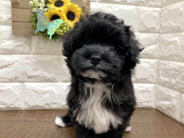 広島県のハーフ犬・ミックス犬 (アミーゴ宇品店/2026年6月4日生まれ/女の子/ブラックホワイト)の子犬の3枚目の画像