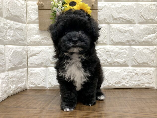 広島県のハーフ犬・ミックス犬 (アミーゴ宇品店/2026年6月4日生まれ/女の子/ブラックホワイト)の子犬の2枚目の画像